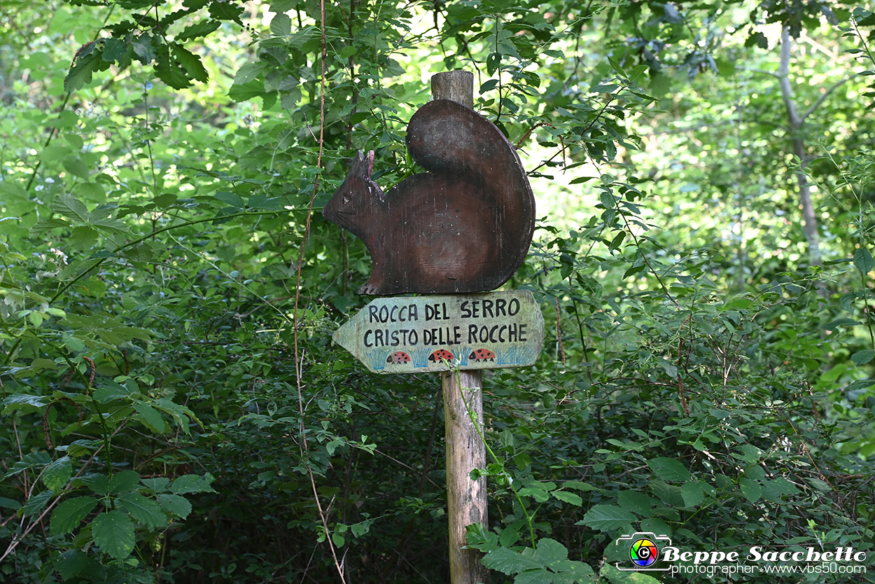 VBS_4668 - Il bosco fatato - Montaldo Roero.jpg